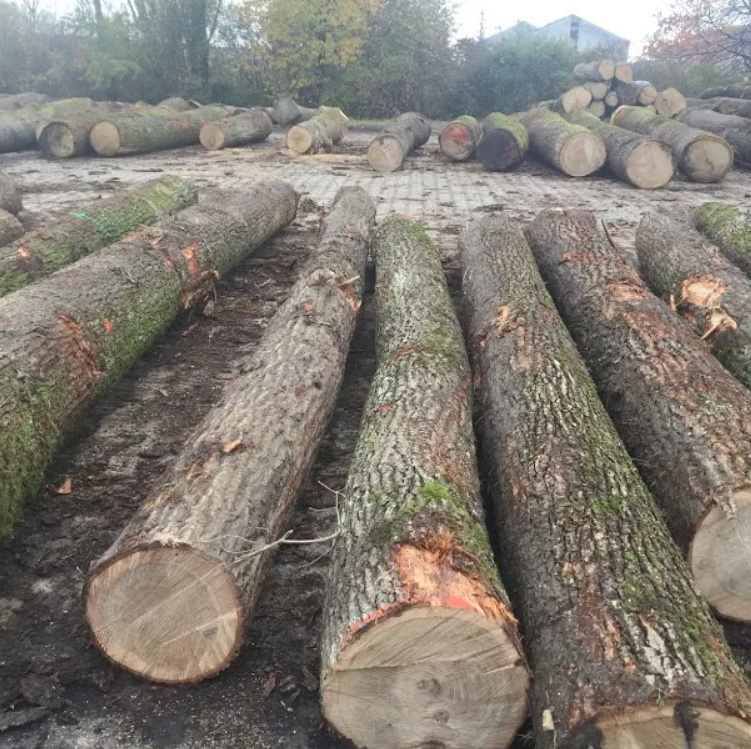 European Walnut Logs and timber for sale/France high density and harder round logs