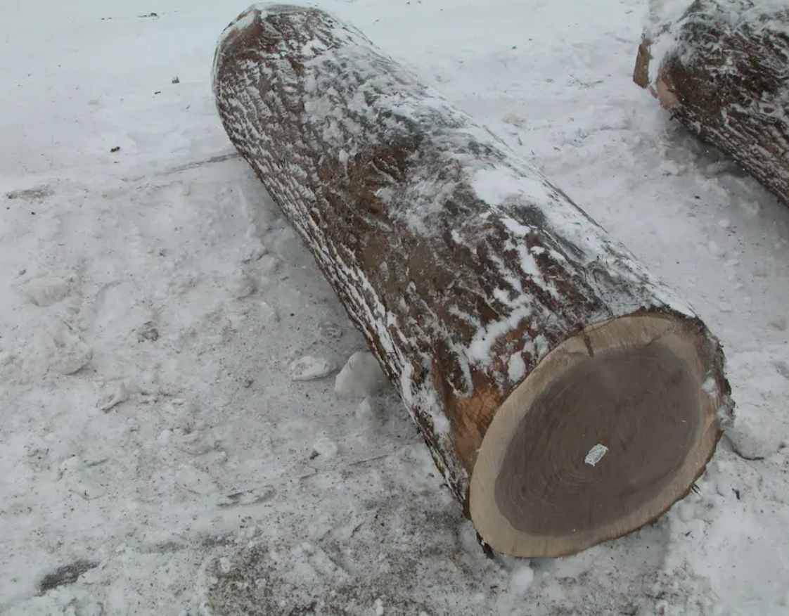 European Walnut Logs and timber for sale/France high density and harder round logs