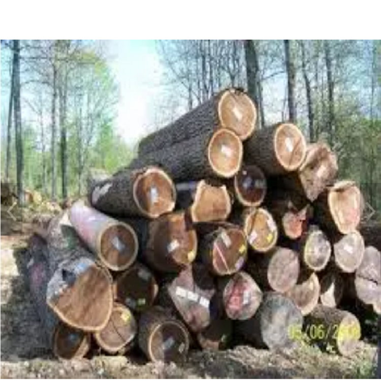 European Walnut Logs and timber for sale/France high density and harder round logs