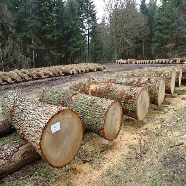 High Quality Beech Wood Logs / Sawn Spruce Wood Logs Pine Wood lumber