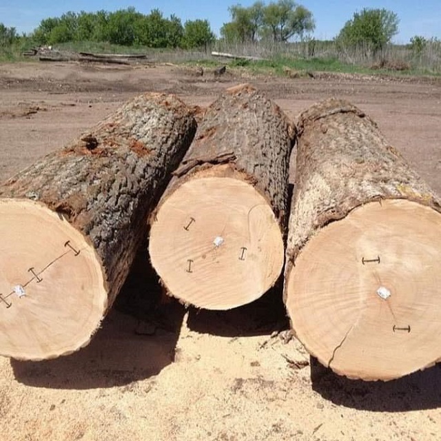 High Quality Beech Wood Logs / Sawn Spruce Wood Logs Pine Wood lumber