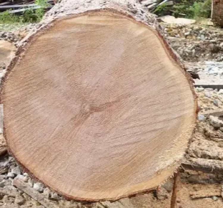 best Quality best Black walnut logs / Black walnut logs