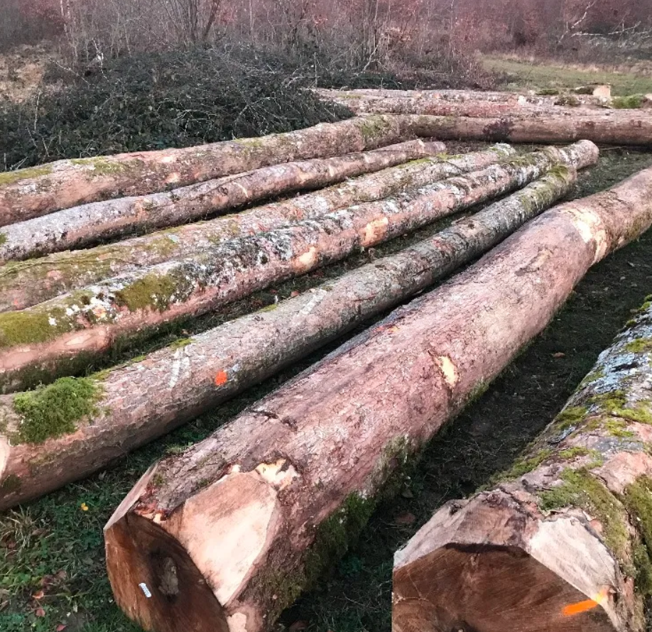 Planed All Round Canadian Hard Maple Timber and Timber Sizes Red Padauk Wood Logs for Furniture