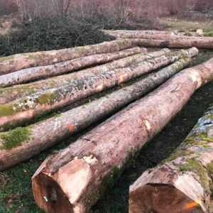 Planed All Round Canadian Hard Maple Timber and Timber Sizes Red Padauk Wood Logs for Furniture