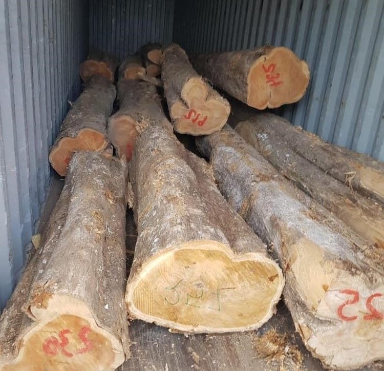 veneer wood red oak log for wholesales Oak White Wood Fir Logs 20 Cm Black Red Round Wood Logs