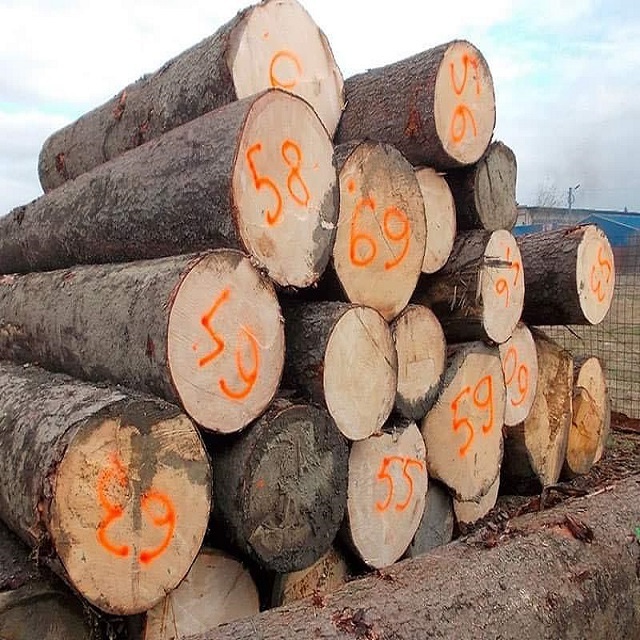 High Quality Beech Wood Logs / Sawn Spruce Wood Logs Pine Wood lumber