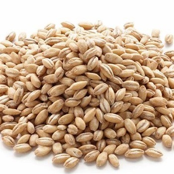 Top Quality Barley Malt Barley Grains and Barley Seeds  discount price