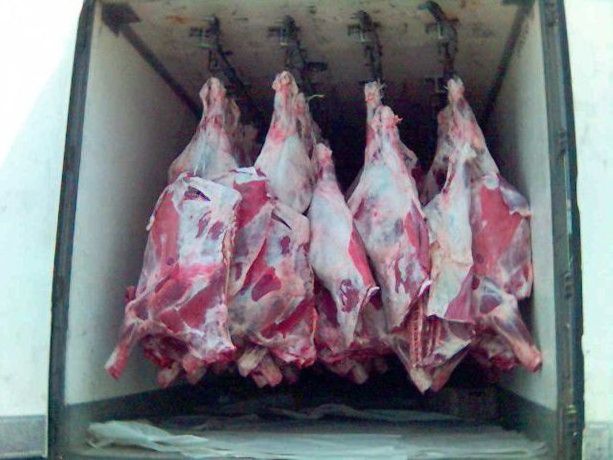 BULK SALE HALAL TRIMMED FROZEN BONELESS BEEF / BUFFALO MEAT FOR EXPORT NOW