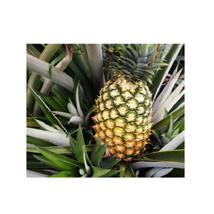 BULK SALE DISCOUNT PRICE FRESH  PINEAPPLE