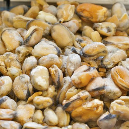 Top Quality Frozen Shellfish Mussels for sale