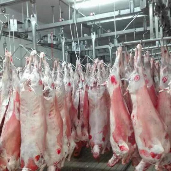 HOT SALE HALAL FRESH / FROZEN GOAT / LAMB / SHEEP MEAT / CARCASS