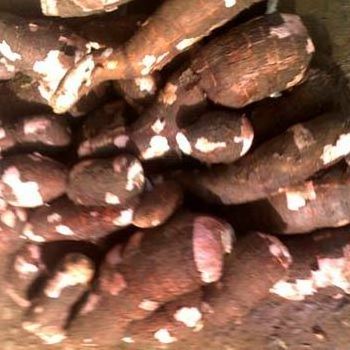 Fresh Cassava for sale