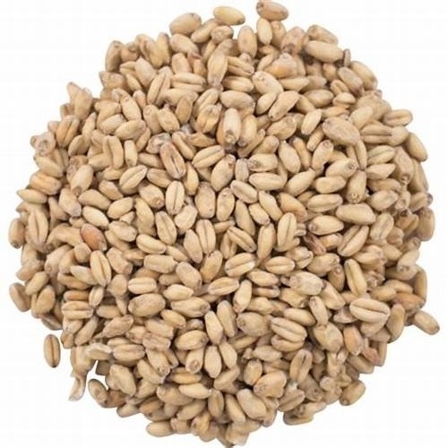 Top Quality Barley Malt Barley Grains and Barley Seeds  discount price