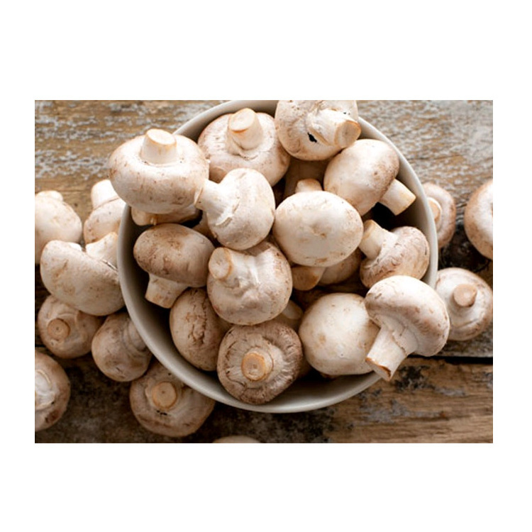 Whole sale Price Frozen Fresh Farm Mushrooms For Sale