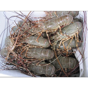 Fresh Frozen Aquaculture Black Tiger Head-on Shrimps