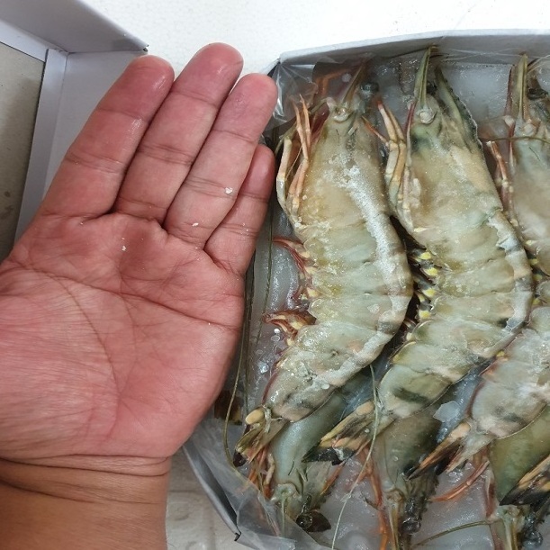 Fresh Frozen Aquaculture Black Tiger Head-on Shrimps