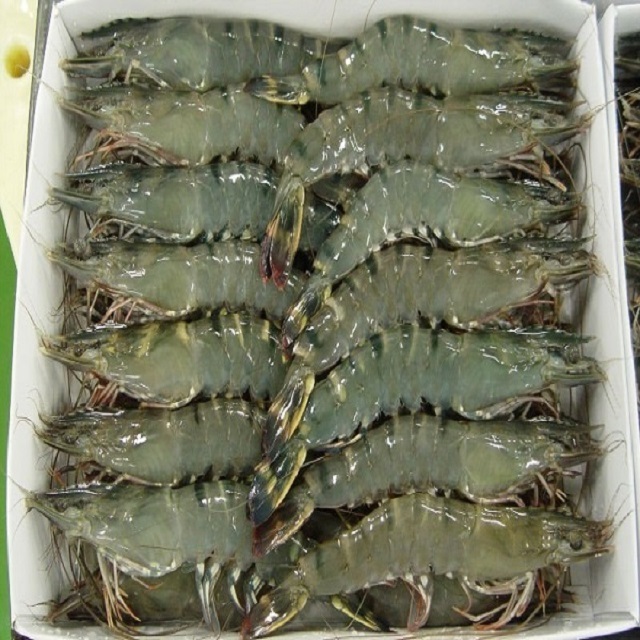 Fresh Frozen Aquaculture Black Tiger Head-on Shrimps