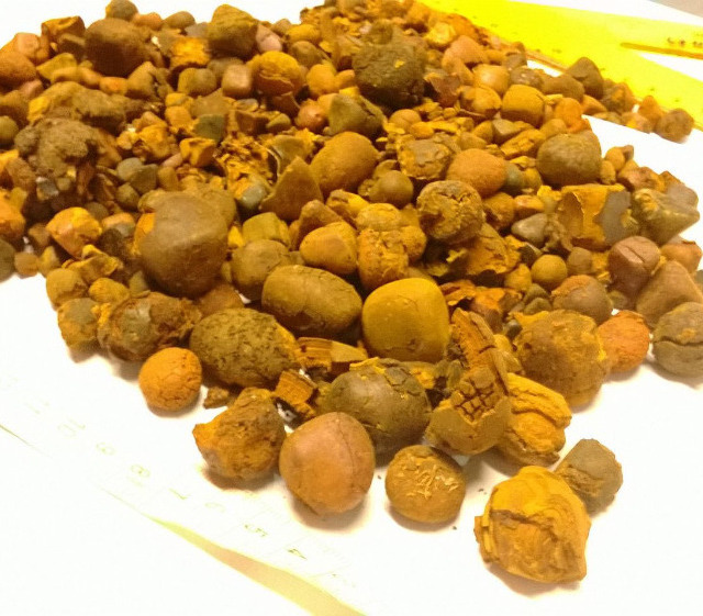 Natural Cow gallstone Ox Gallstone Outstanding Natural 100% Cow Gall Stones / Ox Gallstones