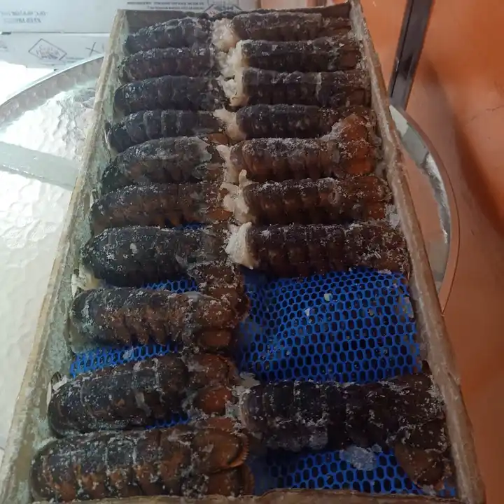 Seafood Fresh and Frozen Lobster, High Quality Lobster Tails For Sale.