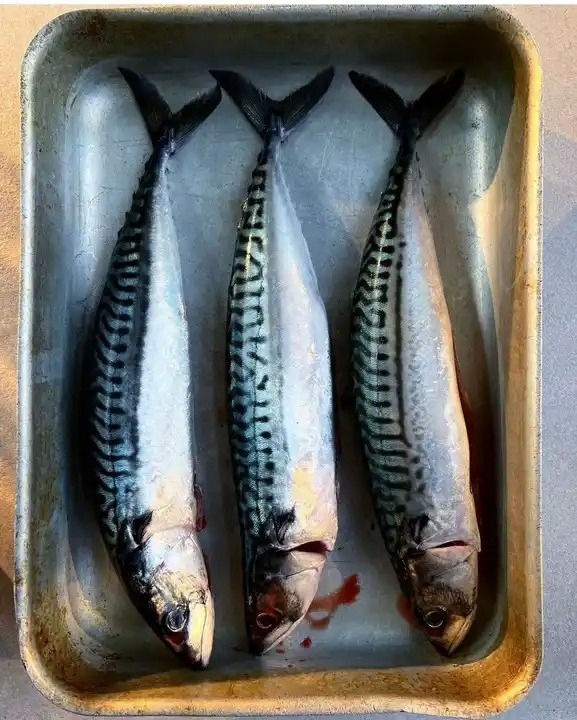 High quality 300 - 500g fresh seafood frozen Pacific mackerel fish for sale