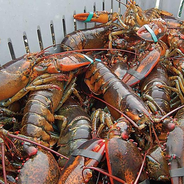 Live Lobsters Frozen Lobster Tails / Live Lobster For Sale Lobster Tails Wholesale / Live Lobster Price