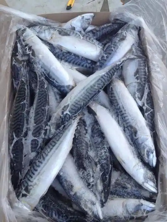 Pacific Sea Fish Factory Sales