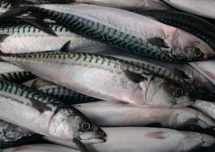 Pacific Sea Fish Factory Sales