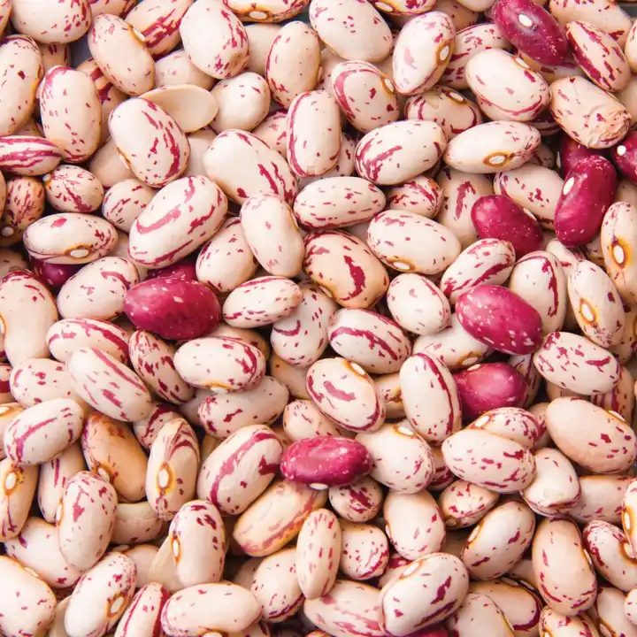 Egypt Origin Natural White kidney Beans Seeds