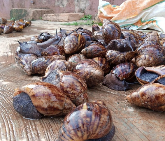 Top Quality Fresh Healthy Giant African Snails In Bulk Quantity