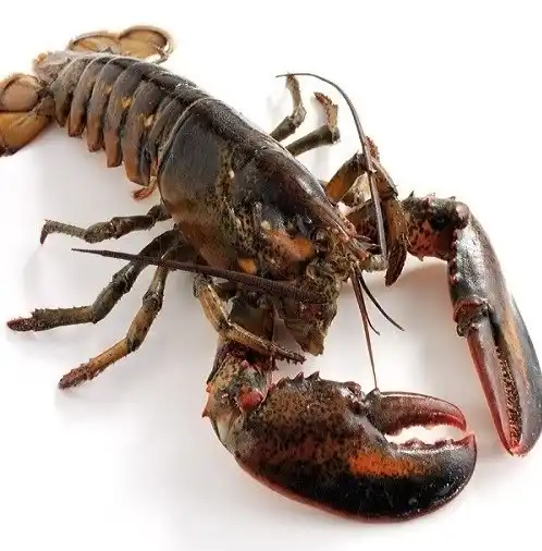 Rock Lobster (South Africa, Australia, New Zealand, Mexico) For Sale