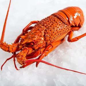 Rock Lobster (South Africa, Australia, New Zealand, Mexico) For Sale