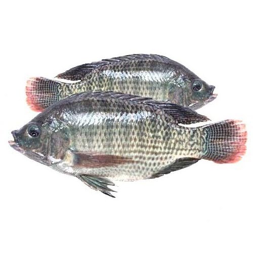 Frozen Tilapia Fish / Frozen Whole Round Tilapia Fish, Red Tilapia, Black Tilapia fillet