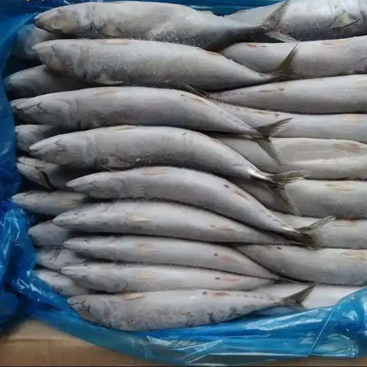 Frozen Sardine HGT Mackerel HGT Pacific Mackerel Fish