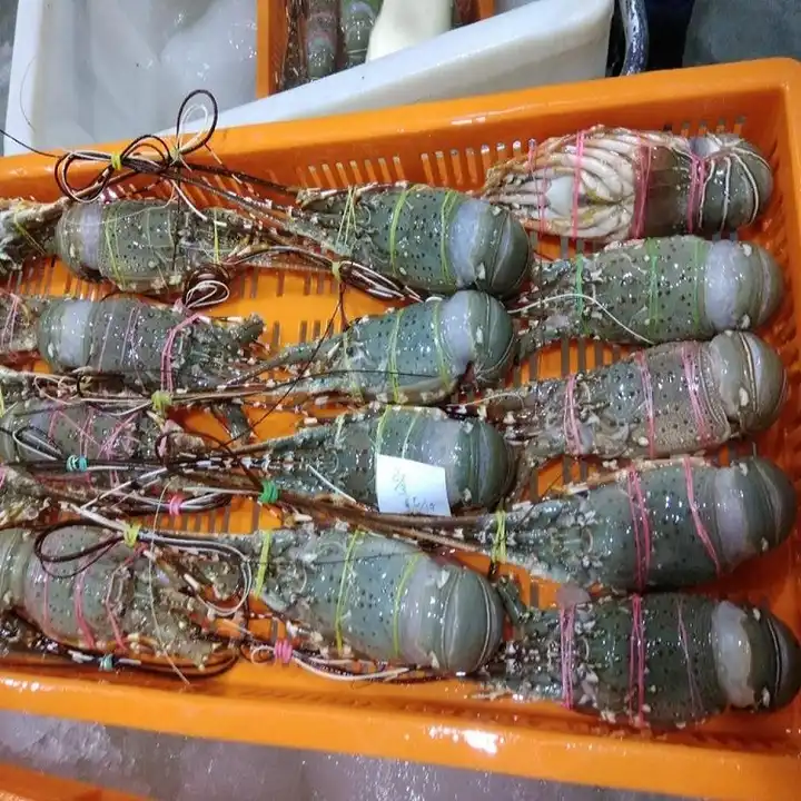 Seafood Fresh and Frozen Lobster, High Quality Lobster Tails For Sale.