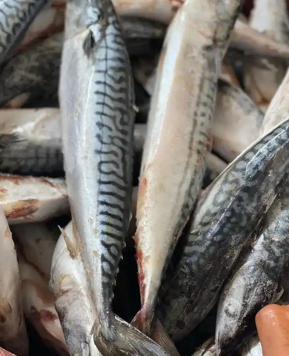 High quality 300 - 500g fresh seafood frozen Pacific mackerel fish for sale