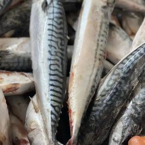 High quality 300 - 500g fresh seafood frozen Pacific mackerel fish for sale