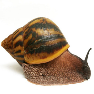 Top Quality Fresh Healthy Giant African Snails In Bulk Quantity