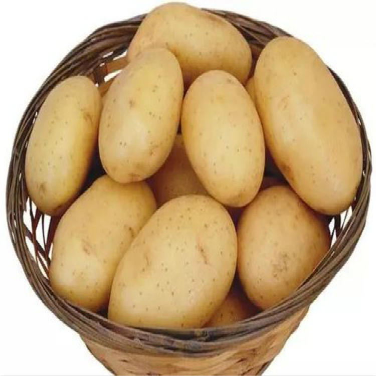 Potatoes High Quality 100% Organic Fresh Potatoes