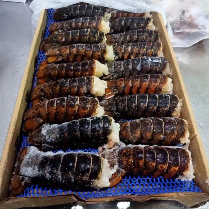 Seafood Fresh and Frozen Lobster, High Quality Lobster Tails For Sale.