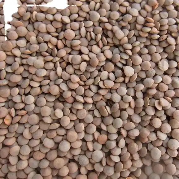 25Kg 8mm Healthy Canadian Whole Green Lentils Bags / Best Green Lentils Wholesale Suppliers/Where To Buy Green Lentils