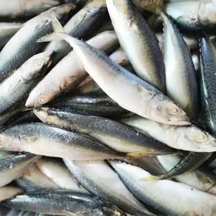 Frozen Sardine HGT Mackerel HGT Pacific Mackerel Fish