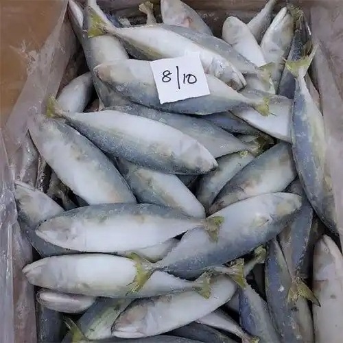 Pacific Sea Fish Factory Sales