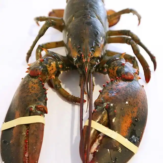 Rock Lobster (South Africa, Australia, New Zealand, Mexico) For Sale