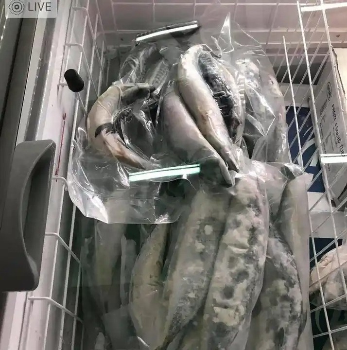 Frozen Sardine HGT Mackerel HGT Pacific Mackerel Fish