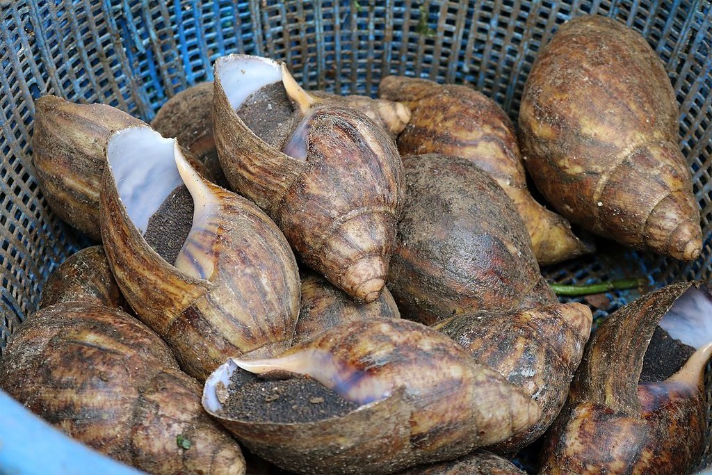 Top Quality Fresh Healthy Giant African Snails In Bulk Quantity