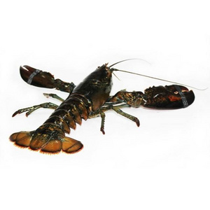 Live Lobsters / Frozen Lobster Tails Wholesale Best Prices Fresh Caribbean Spiny Lobster wholesale price