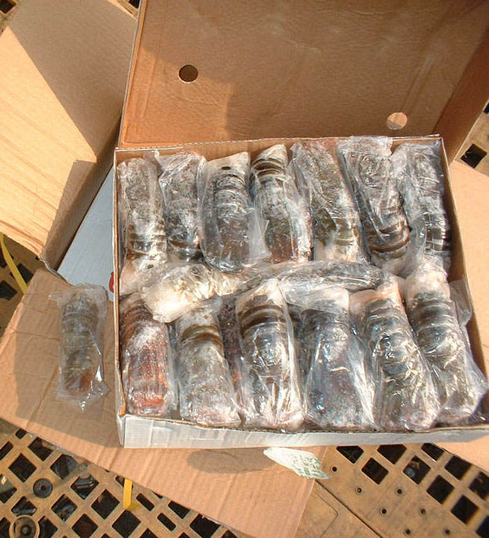 Live Lobsters / Frozen Lobster Tails Wholesale Best Prices Fresh Caribbean Spiny Lobster wholesale price