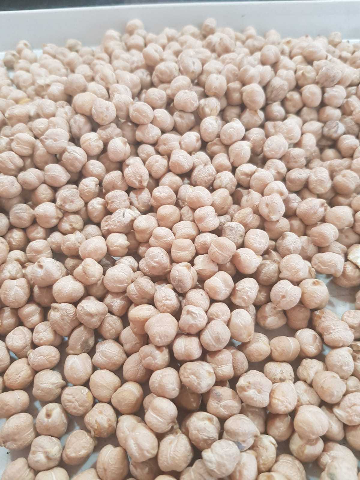 Wholesale Non GMO High Grade Good Quality Natural Healthy Bulk Organic Chickpeas Dried Raw Kabuli Chickpeas For Food