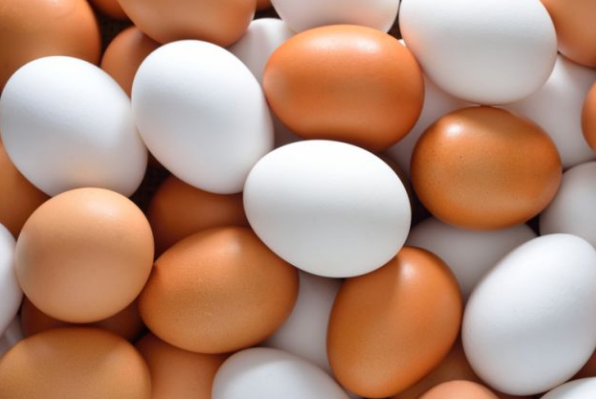 CERTIFIED IMPORT Fresh Chicken Eggs / Round Table Eggs / Fertile hatching eggs at cheap price