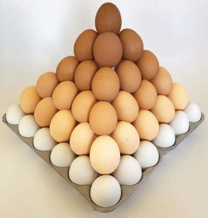 Broiler Chicken Eggs / Round Table Eggs for Sale / fertile hatching eggs